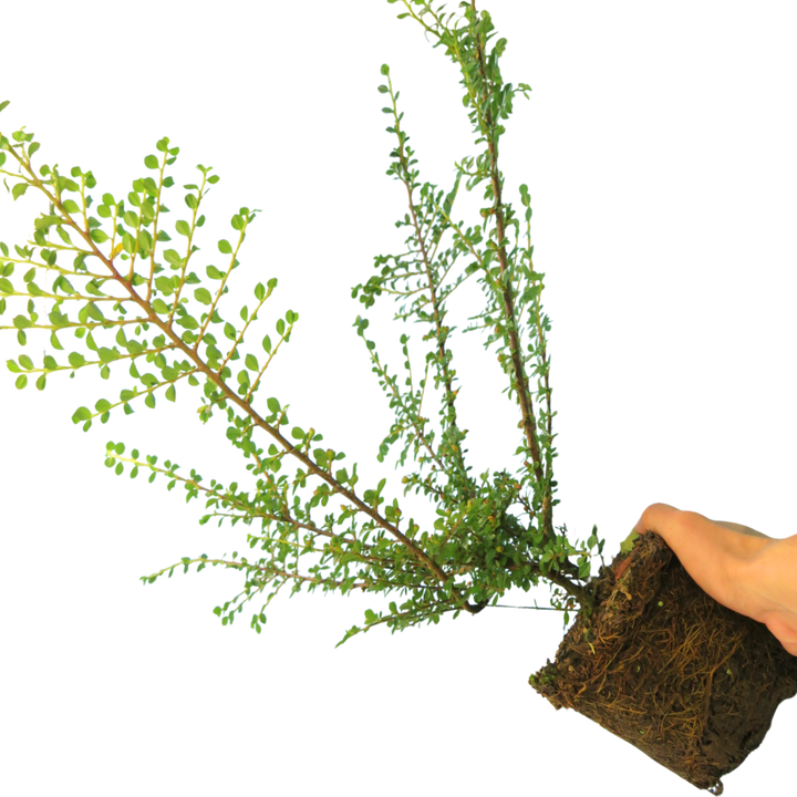Cotoneaster Horizontalis The Rose Press Garden