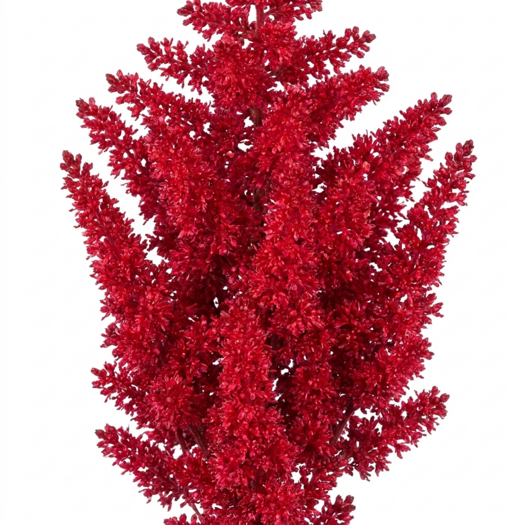 Astilbe Music Series Red Hardy Perennial Plant 5L Pot