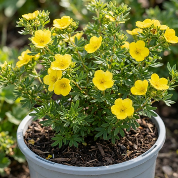Potentilla Goldfinger - 2L Pot The Rose Press Garden