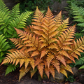 Copper Shield Fern Dryopteris Erythrosora Evergreen Garden Fern Plant 2L Pot