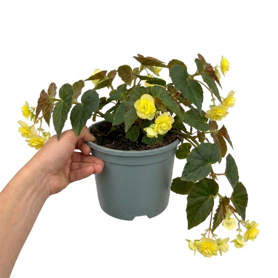 1 Large Plant - Begonia Fragrant Falls Lemon, Outdoor Garden Ready, 2L Pot The Rose Press Garden
