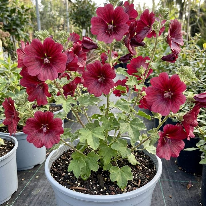 Lavatera Burgundy Wine - 2L Pot The Rose Press Garden
