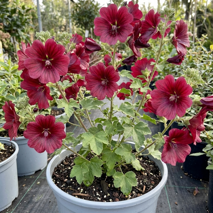 Lavatera Burgundy Wine - 2L Pot The Rose Press Garden