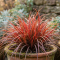 1 Large Plant - Uncinia Everflame, Ready to Plant in Your Garden, 2L Pot The Rose Press Garden