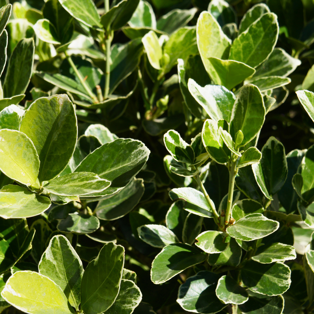 Euonymus President Gauthier The Rose Press Garden