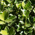 Euonymus President Gauthier The Rose Press Garden