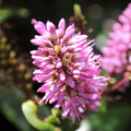 Hebe New Zealand Evergreen Flowering Shrub Plant 2L Pot