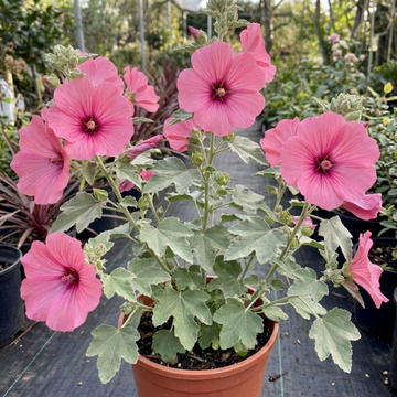 Lavatera Bredon Springs - 2L Pot The Rose Press Garden