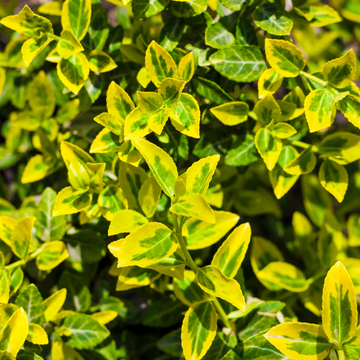 Euonymus Emerald n Gold The Rose Press Garden