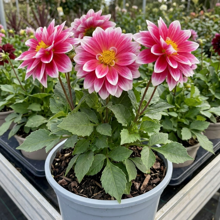 Dahlia Maggiore Fun Rose Bicolour Decorative Dahlia Plant 3L Pot