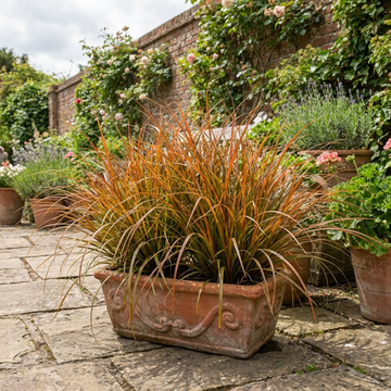 Carex 'Prairie Fire' Ornamental Grass Fiery Orange Evergreen Sedge 2L Pot The Rose Press Garden