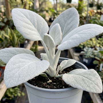 Senecio Angel Wings - 2L Pot The Rose Press Garden