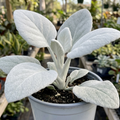 Senecio Angel Wings - 2L Pot The Rose Press Garden