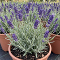 Lavender Hidcote Blue English Lavender Plant 5L Pot
