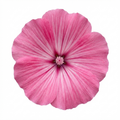 Lavatera Bredon Springs - 2L Pot The Rose Press Garden