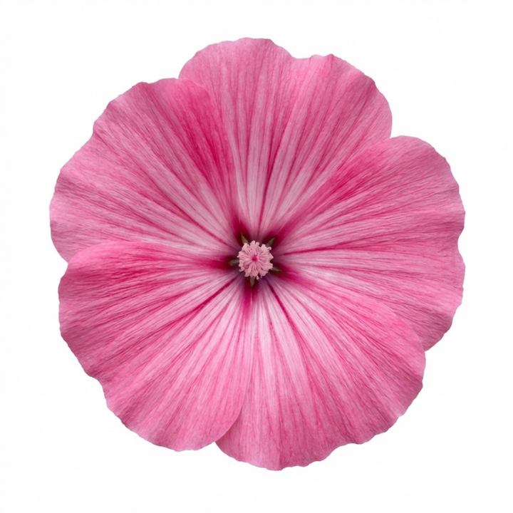 Lavatera Bredon Springs - 2L Pot The Rose Press Garden