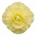 1 Large Plant - Begonia Fragrant Falls Lemon, Outdoor Garden Ready, 2L Pot The Rose Press Garden
