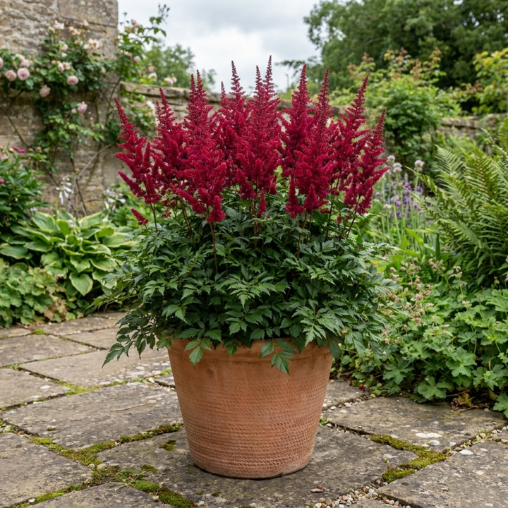 Astilbe Music Series Red Hardy Perennial Plant 5L Pot