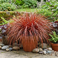 1 Large Plant - Uncinia Everflame, Ready to Plant in Your Garden, 2L Pot The Rose Press Garden