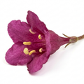 Weigela florida Victoria - 2L Pot The Rose Press Garden