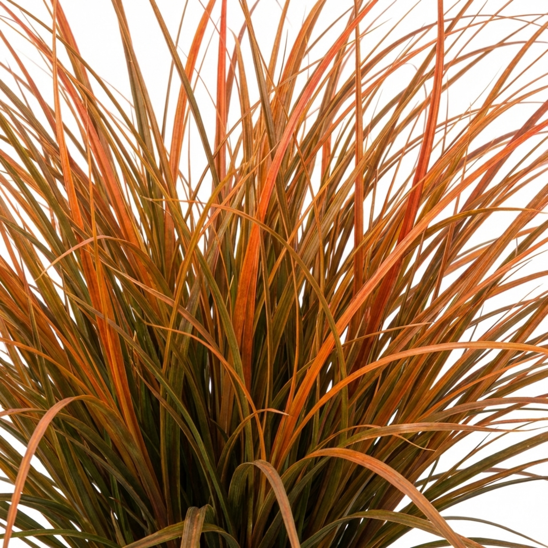 Carex 'Prairie Fire' Ornamental Grass Fiery Orange Evergreen Sedge 2L Pot The Rose Press Garden