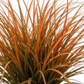Carex 'Prairie Fire' Ornamental Grass Fiery Orange Evergreen Sedge 2L Pot The Rose Press Garden