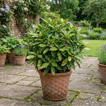 Aucuba Japonica Variegata Spotted Laurel The Rose Press Garden