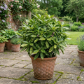 Aucuba Japonica Variegata Spotted Laurel The Rose Press Garden