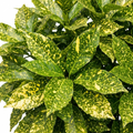 Aucuba Japonica Crotonifolia Spotted Laurel The Rose Press Garden