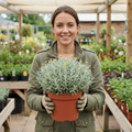 Santolina chamaecyparissus (Cotton Lavender) - 2L Pot The Rose Press Garden