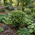 Aucuba Japonica Variegata Spotted Laurel The Rose Press Garden