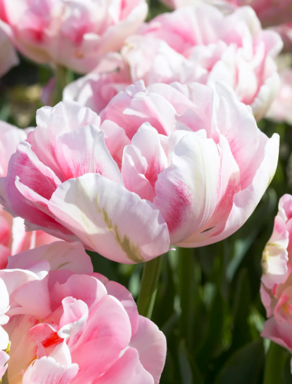 Tulip 'Finola' (15 Bulbs) The Rose Press Garden
