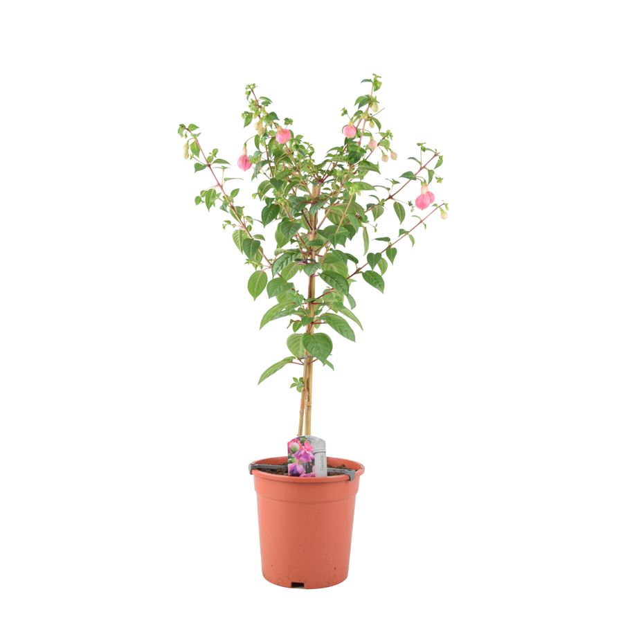 Fuchsia Paula Jane standard tree 85cm tall with light pink and violet-red flowers in a nursery pot.