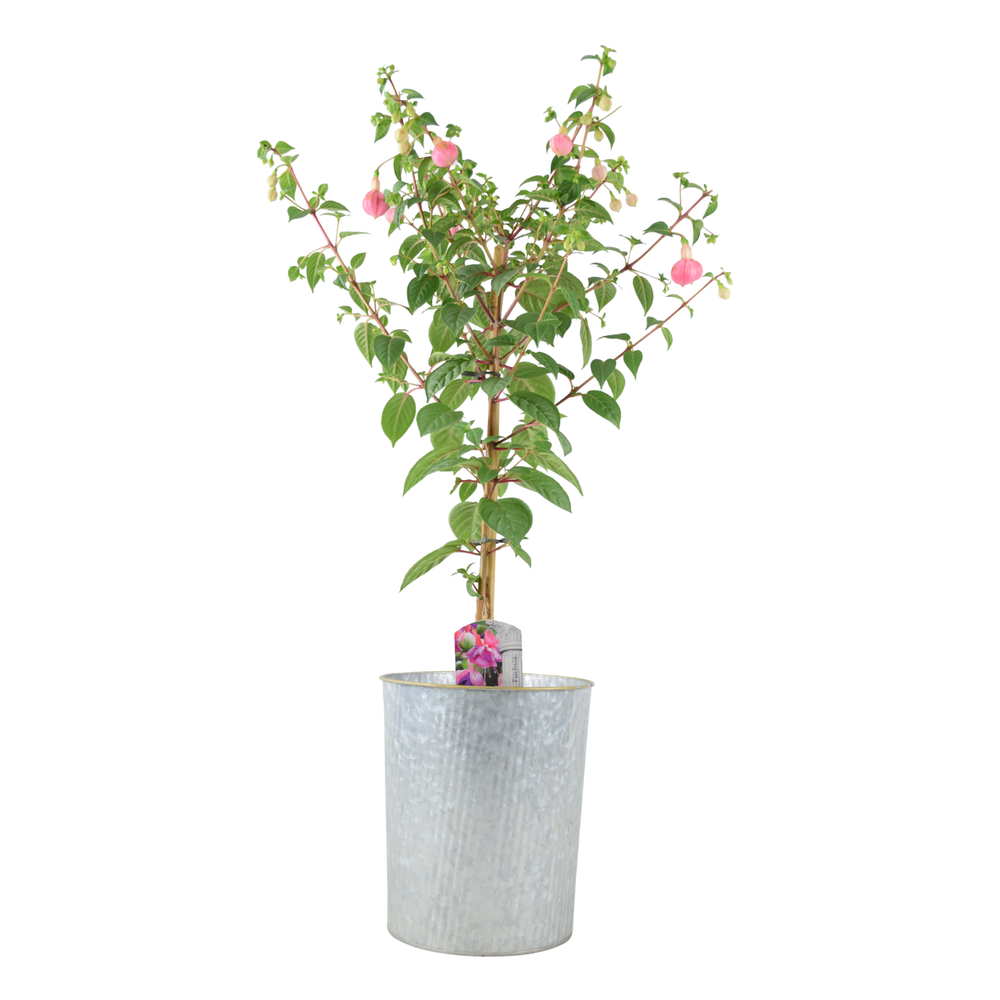 Fuchsia Paula Jane 85cm tall flowering standard tree in a vertical zinc metal pot.