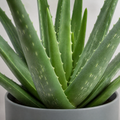Aloe Vera Plant 12cm Pot for Indoors - Medicinal Houseplant Plants By Post