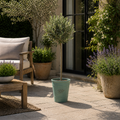 Olive Tree - 90/100cm Tall - Mediterranean Charm for Your Garden