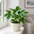 Fatsia Paper Plant 12cm Pot - Air Purifying Plant Plants By Post