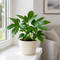 Matt Cream Ceramic Pot