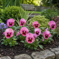 Pansy Delta Pro Rose with Blotch 9Pack × 2 Spring & Autumn Bedding Plants Plants By Post