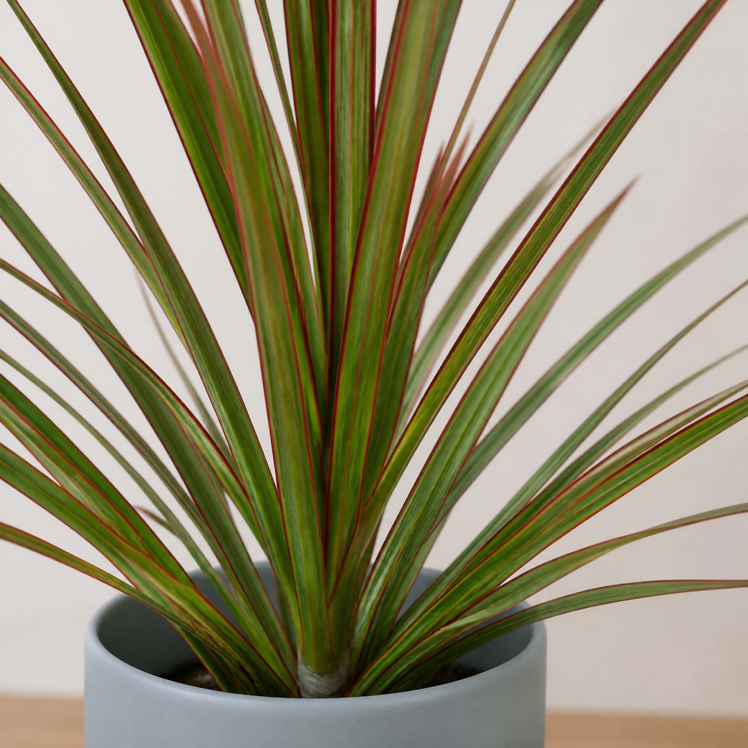Dracaena Marginata Dragon Tree - 12cm Tropical Houseplant Generic