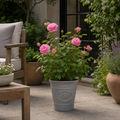 3L Pink Patio Rose Outdoor Garden Rose in Decorative Pot