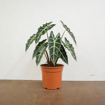 Alocasia Polly Elephant Ear 12cm Pot Plants By Post