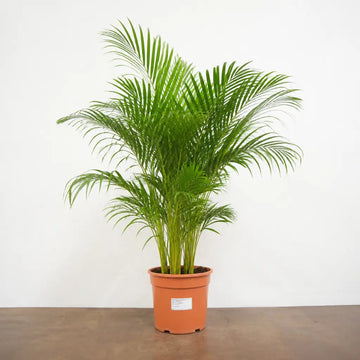 Dypsis Lutens Areca Palm 19cm Pot – Easy Care Large Indoor Houseplant Plants By Post