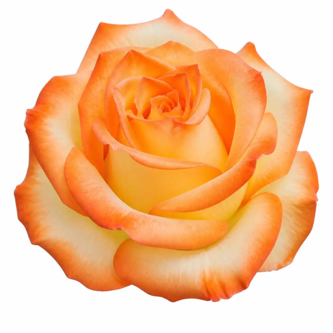 7.5L Standard Rose Tree Orange & Cream 100-110cm - Elegant Flowering Garden Rose Plant Plants By Post