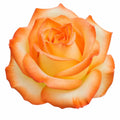 7.5L Standard Rose Tree Orange & Cream 100-110cm - Elegant Flowering Garden Rose Plant Plants By Post