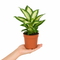 Nursery Pot