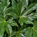 Fatsia Paper Plant 12cm Pot - Air Purifying Plant Plants By Post