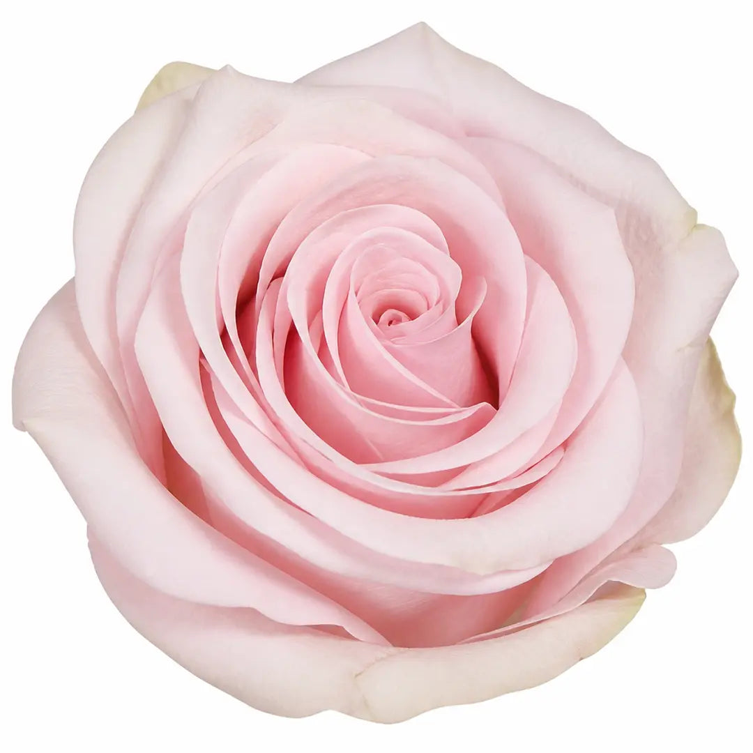3L Happy Silver Wedding Light Pink Rose Bush - Beautiful Flowering Plant Gift Plants By Post