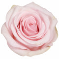 3L Happy Silver Wedding Light Pink Rose Bush - Beautiful Flowering Plant Gift Plants By Post