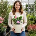 3L Mum In A Million Pink Rose Bush - Beautiful Flowering Plant Gift Plants By Post